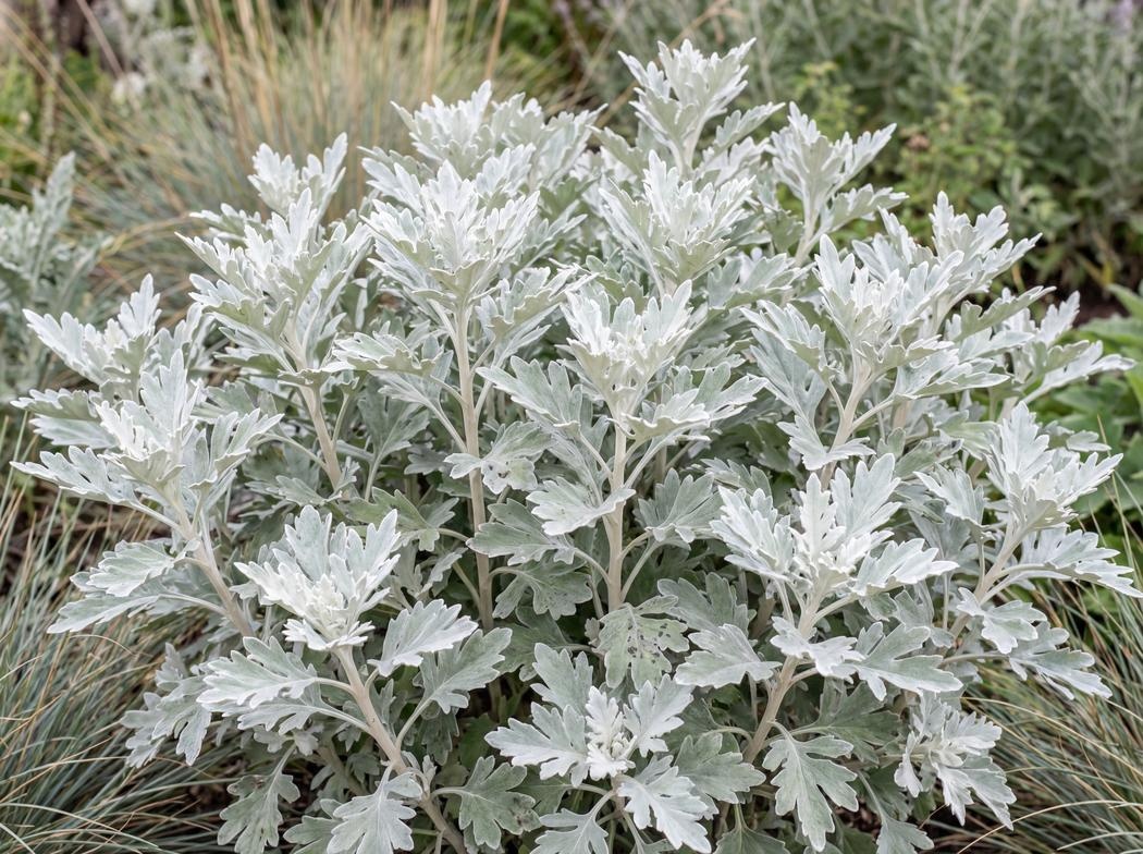 Artemisia stelleriana Boughton Silver