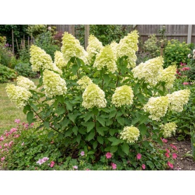 Hydrangea paniculata Limelight
