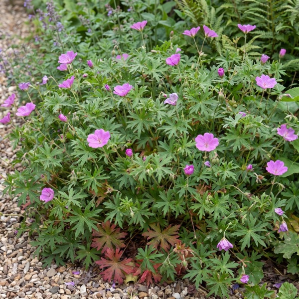 Geranium sanguineum
