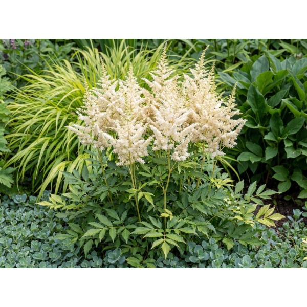 Astilbe arendsii Diamant