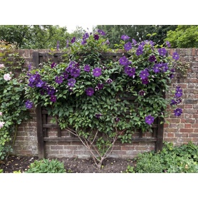 Clematis Polish Spirit