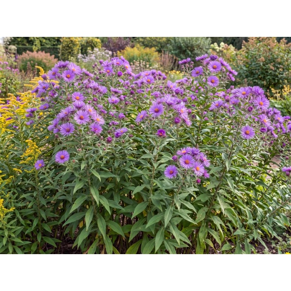 Symphyotrichum novae-angliae