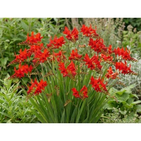 Crocosmia Lucifer