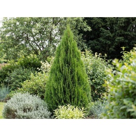 Thuja occidentalis Smaragd