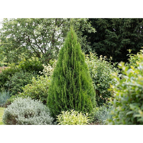 Thuja occidentalis Smaragd