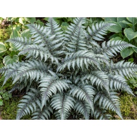 Athyrium Niponicum Var Pictum Metallicum