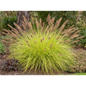 Pennisetum alopecuroides Lemon Squeeze