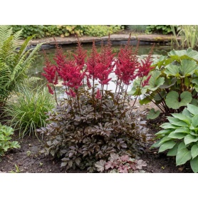 Astilbe Chocolate Cherry