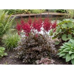 Astilbe Chocolate Cherry