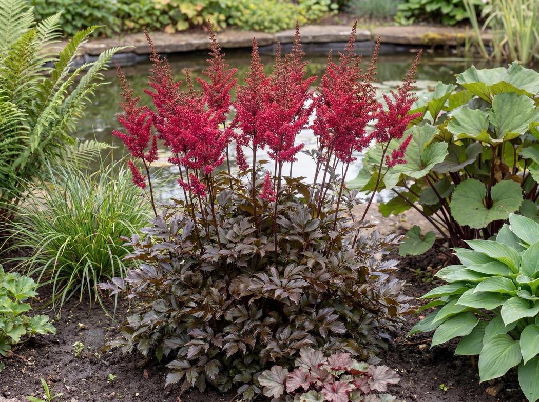 Astilbe Chocolate Cherry