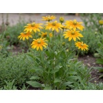 Rudbeckia hirta Prairie Sun