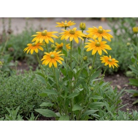 Rudbeckia hirta Prairie Sun
