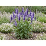 Agastache Blue Fortune