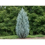 Juniperus scopulorum Moonglow