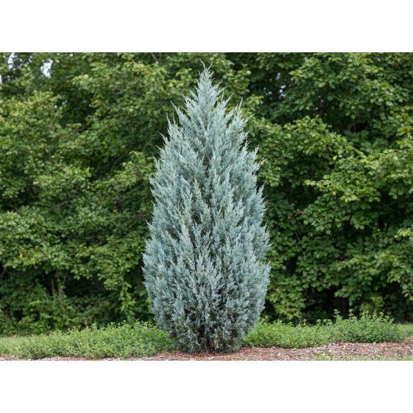 Juniperus scopulorum Moonglow