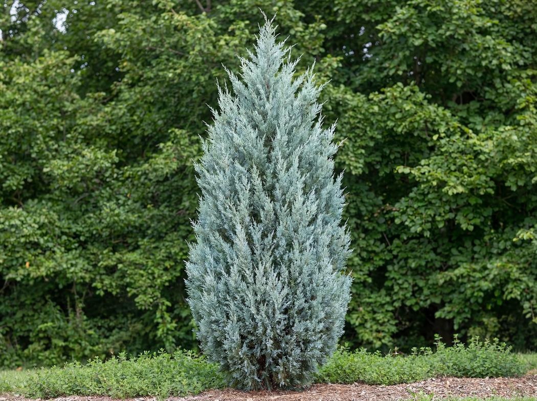 Juniperus scopulorum Moonglow