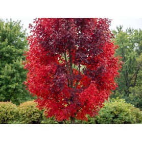 Acer rubrum Brandywine