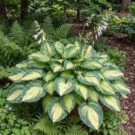 Hosta Great Expectations