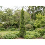 Thuja occidentalis Degroots Spire