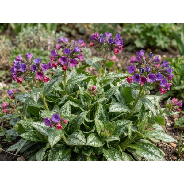 Pulmonaria Raspberry Splash