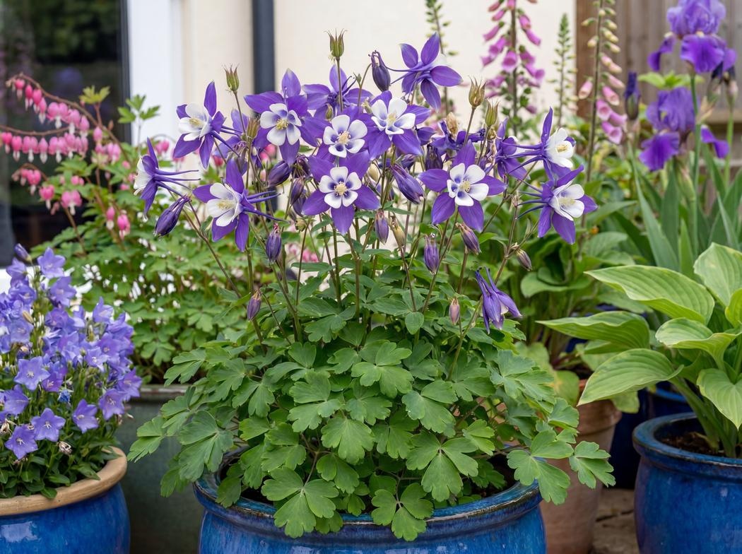 Aquilegia caerulea Kirigami Deep Blue and White