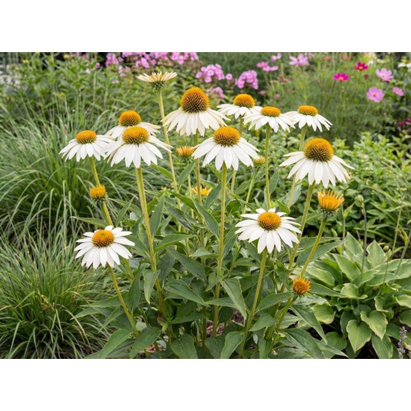 Echinacea purpurea PowWow White