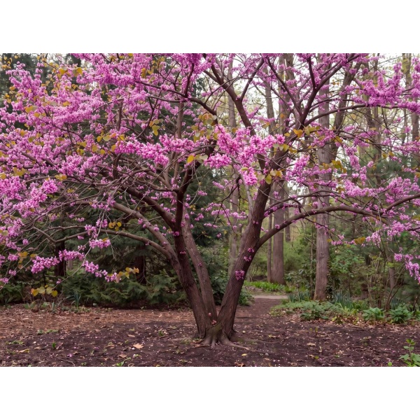 Cercis canadensis