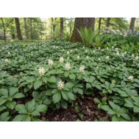 Pachysandra terminalis