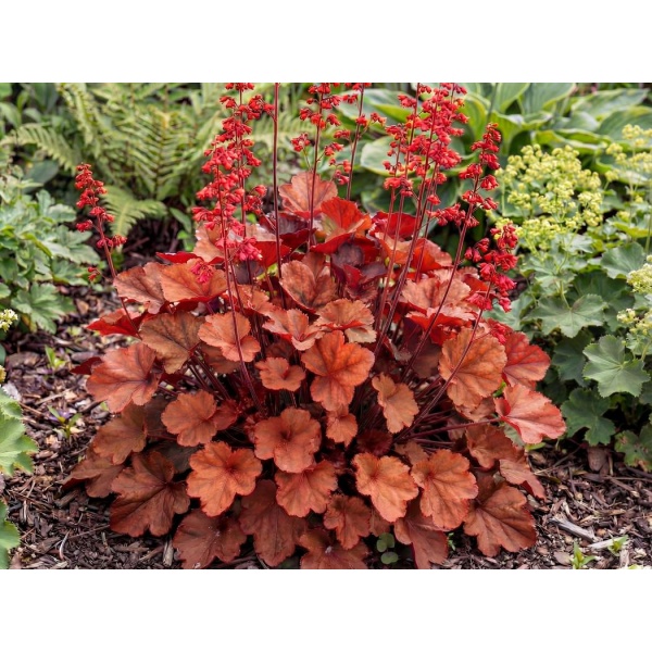 Heuchera Cherry Cola
