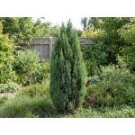 Juniperus communis Sentinel