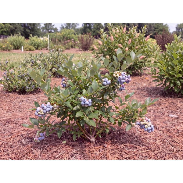 Vaccinium corymbosum × angustifolium 'Polaris'