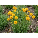 Coreopsis grandiflora Dcoreo16