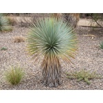 Yucca rostrata Sapphire Skies