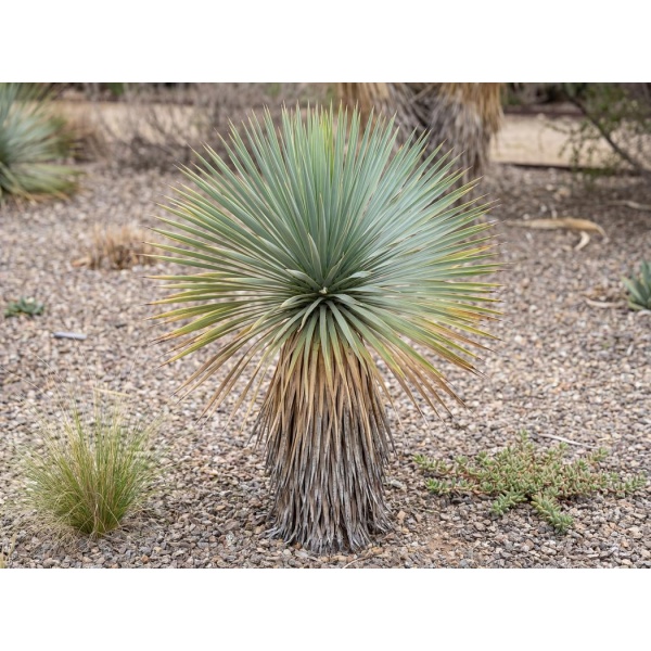 Yucca rostrata Sapphire Skies