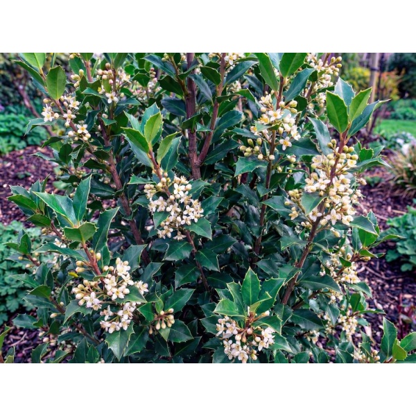 Ilex meserveae Blue Prince