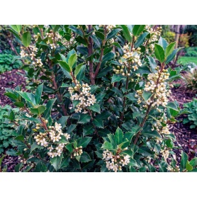 Ilex meserveae Blue Prince