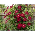 Clematis Rouge Cardinal