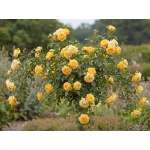 Rosa Absolutely Fabulous