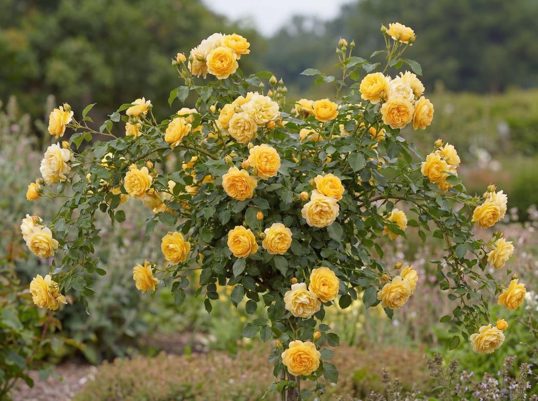 Rosa Absolutely Fabulous