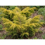 Juniperus chinensis Bakaurea
