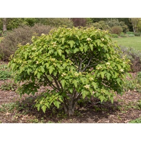 Acer tataricum subsp. ginnala