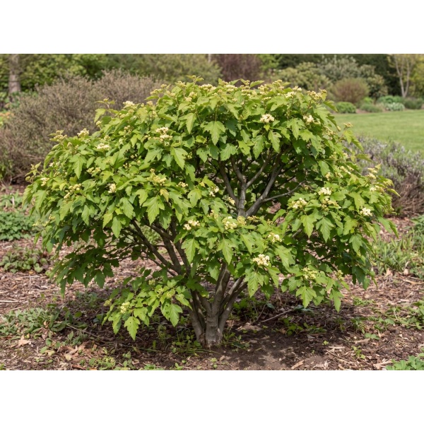 Acer tataricum subsp. ginnala