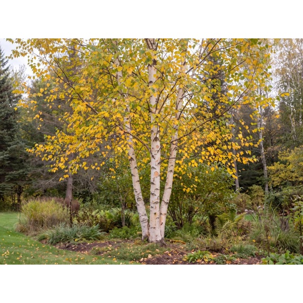 Betula papyrifera