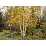 Betula papyrifera