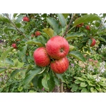 Malus domestica Gala