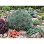 Pinus strobus Blue Shag