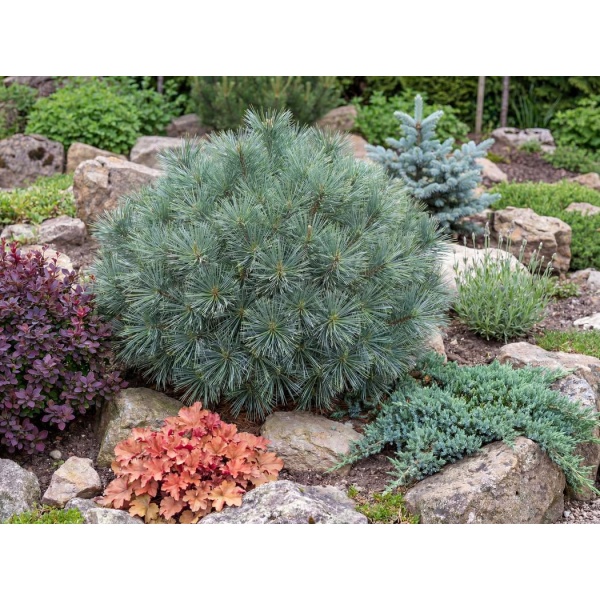 Pinus strobus Blue Shag