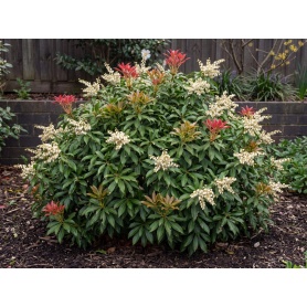 Pieris japonica Mountain Fire