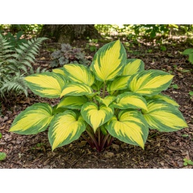 Hosta Island Breeze