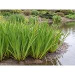 Acorus calamus